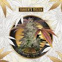 Baker's Dozen Exclusive (T.H.Seeds x Zamnesia) féminisées