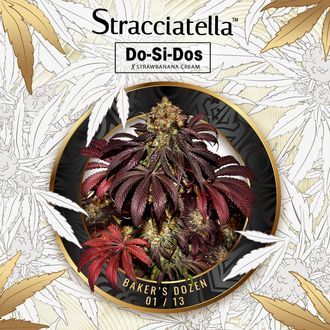 Baker's Dozen Exclusive (T.H.Seeds x Zamnesia) féminisées