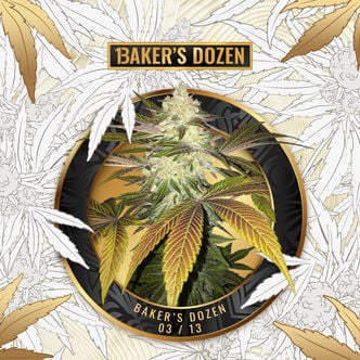 Baker's Dozen Exclusive (T.H. Seeds x Zamnesia) féminisées
