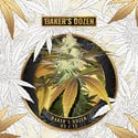 Baker's Dozen Exclusive (T.H.Seeds x Zamnesia) féminisées