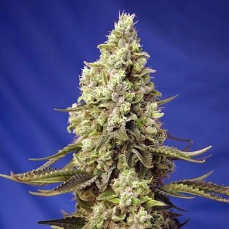 Runtz XL Auto (Sweet Seeds) féminisée