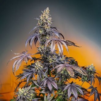 Red Gorilla Girl XL Auto (Sweet Seeds) féminisée