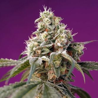 Bruce Banner Auto (Sweet Seeds) feminized