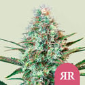 Royal Runtz (Royal Queen Seeds) féminisée