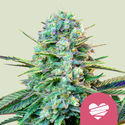 Wedding Crasher (Royal Queen Seeds) féminisée