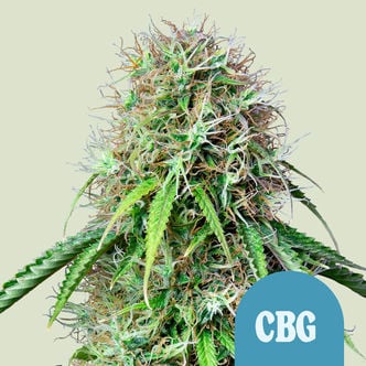 Royal CBG Automatic (Royal Queen Seeds) féminisée