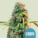 Royal CBDV Automatic (Royal Queen Seeds) féminisée