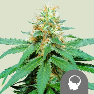 Amnesia Haze (Royal Queen Seeds) régulière