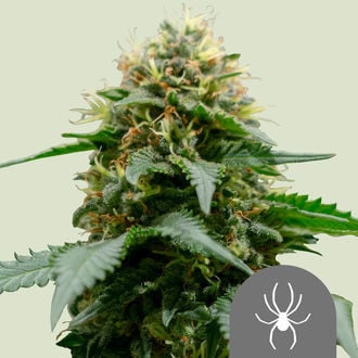 White Widow (Royal Queen Seeds) régulière