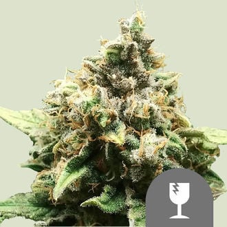 Critical (Royal Queen Seeds) régulière