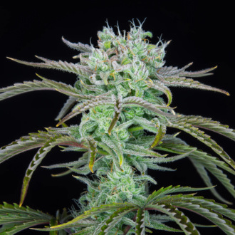 Strawberry Banana Auto (FastBuds) féminisée