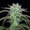 Strawberry Banana Auto (FastBuds) féminisée