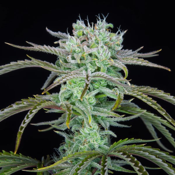 Strawberry Banana Auto (FastBuds) féminisée