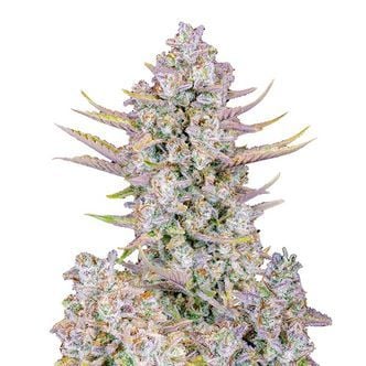 Purple Punch Auto (FastBuds) feminized