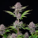 Purple Punch Auto (FastBuds) féminisée