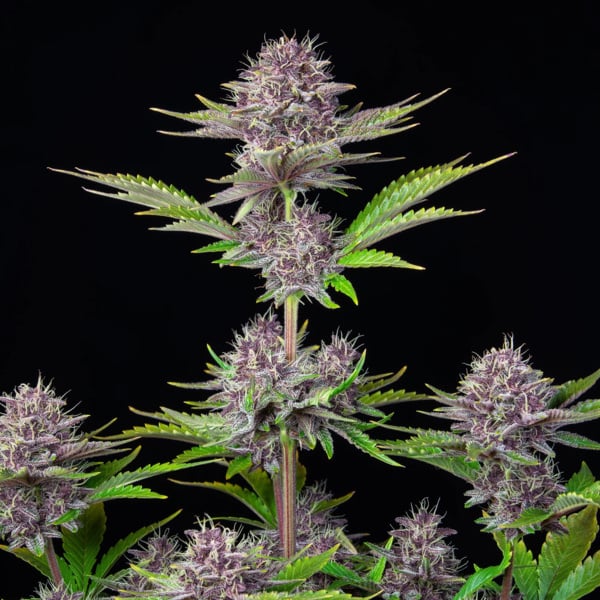 Purple Punch Auto (FastBuds) féminisée