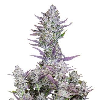 Wedding Glue Auto (FastBuds) féminisée