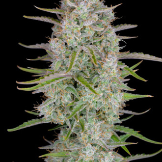 Wedding Glue Auto (FastBuds) féminisée