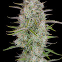 Wedding Glue Auto (FastBuds) féminisée