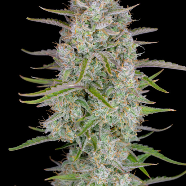 Wedding Glue Auto (FastBuds) féminisée