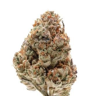 Octane Fire (Growers Choice) féminisée