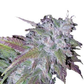 Silver Grape Sherbet (Growers Choice) feminized