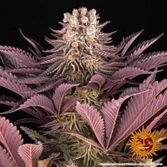 Mimosa x Orange Punch (Barney's Farm) féminisée