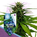 Blueberry (Zamnesia Seeds) féminisée