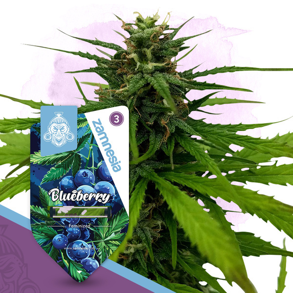 Blueberry (Zamnesia Seeds) féminisée