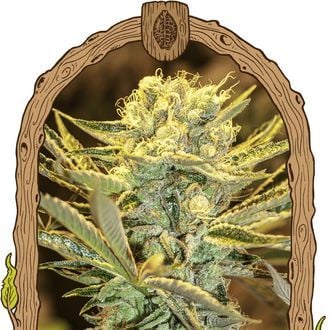 Hippieberry (Exotic Seed) Féminisée