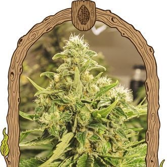 Exotic Pure CBG (Exotic Seed) Féminisée