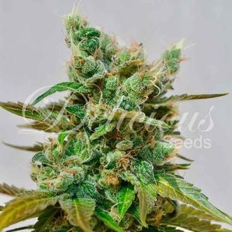 Honeybells (Delicious Seeds) feminized