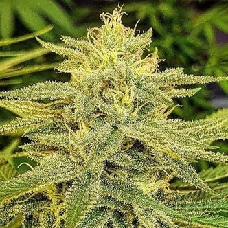Lord Kush (Delicious Seeds) Féminisée