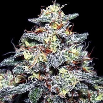 Hyper Glue (Anesia Seeds) feminized