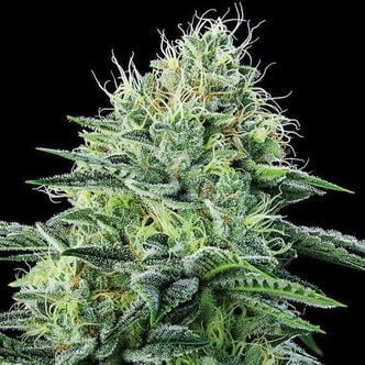 Auto Strawberry Banana (Anesia Seeds) feminized