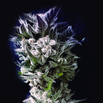Petro $ OG (The Kush Brothers) Féminisée
