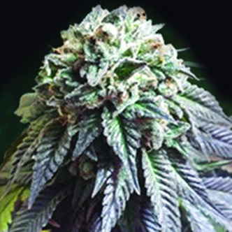 The Dark Side (The Kush Brothers) feminized