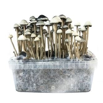 CWYPC Culture Champignon Kit, Champignon a Faire Pousser Box Kit, Bio  Mycélium de Pleurote Kit de Culture Champignons Box, Champignons Prêts  Cultiver, pour Maison Balcon Jardin, Diverses : : Jardin