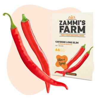 Graines De Piment De Cayenne Long Slim