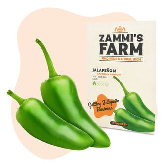 Graines De Piment Jalapeño M