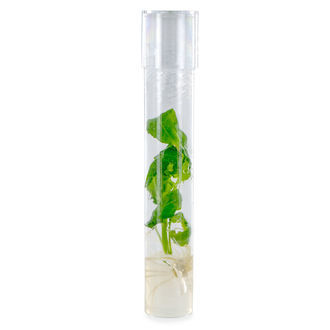 Bouture Salvia Divinorum