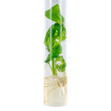 Bouture Salvia Divinorum