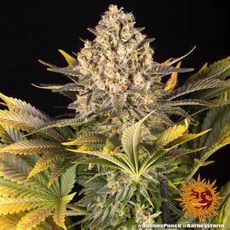 Banana Punch (Barney's Farm) féminisée