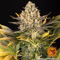 Banana Punch (Barney's Farm) féminisée