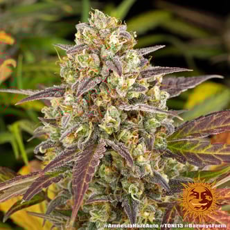 Amnesia Haze Auto (Barney's Farm) féminisée