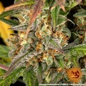 Amnesia Haze Auto (Barney's Farm) féminisée
