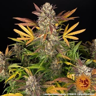 Amnesia Haze Auto (Barney's Farm) féminisée