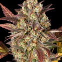 Amnesia Haze Auto (Barney's Farm) féminisée
