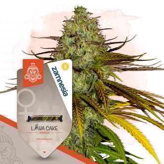 Neon Jungle (Zamnesia Seeds) feminized