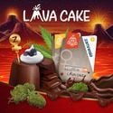 Lava Cake (Zamnesia Seeds) féminisée